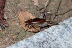 Teleogryllus mitratus