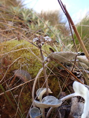 Brachyglottis lagopus