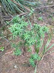 Leucopogon fasciculatus
