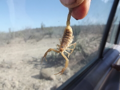 Centruroides exilicauda