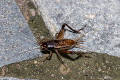 Teleogryllus mitratus
