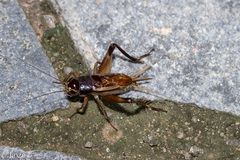 Teleogryllus mitratus