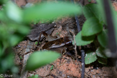 Teleogryllus mitratus