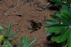 Tarbinskiellus portentosus