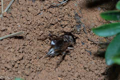 Tarbinskiellus portentosus
