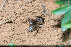 Tarbinskiellus portentosus