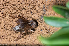 Tarbinskiellus portentosus
