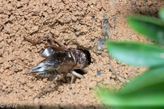 Tarbinskiellus portentosus