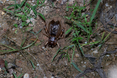 Tarbinskiellus portentosus