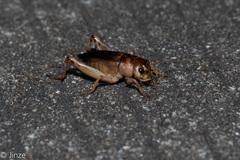 Tarbinskiellus portentosus