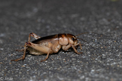 Tarbinskiellus portentosus