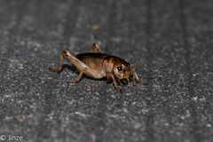 Tarbinskiellus portentosus