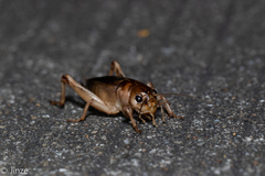 Tarbinskiellus portentosus