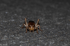 Tarbinskiellus portentosus