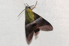 Atemnora westermannii