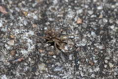 Pardosa pseudoannulata