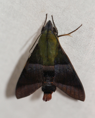 Atemnora westermannii