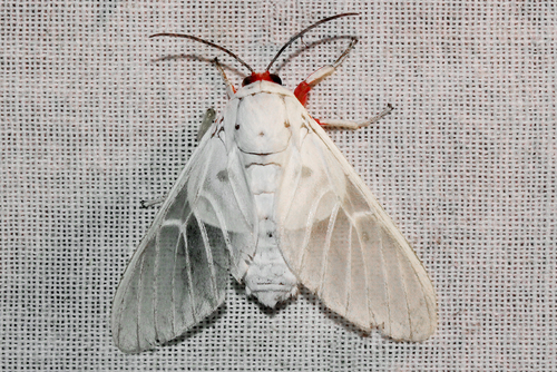 Balacra pulchra
