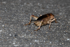 Tarbinskiellus portentosus