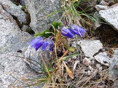 Campanula alpina