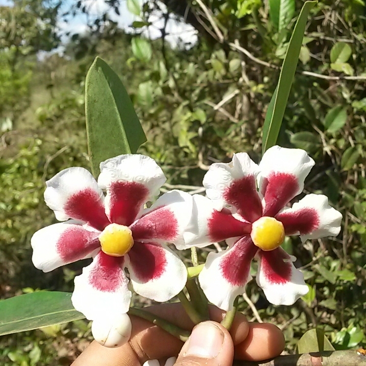 Clusia columnaris