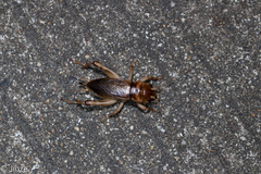 Tarbinskiellus portentosus