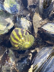 Steromphala umbilicalis