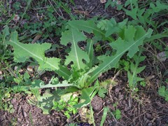 Medicago arabica