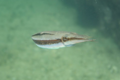 Sepia plangon
