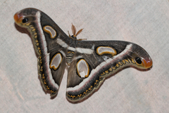 Epiphora rectifascia
