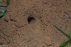 Tarbinskiellus portentosus