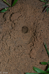 Tarbinskiellus portentosus