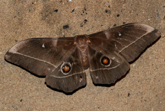 Imbrasia epimethea