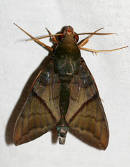 Nephele aequivalens