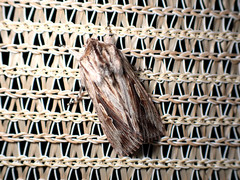 Persectania dyscrita