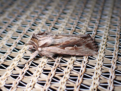 Persectania dyscrita