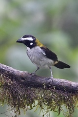 Saltator atripennis