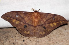 Pseudantheraea discrepans