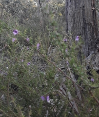 Prostanthera decussata