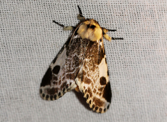 Sciatta inconcisa