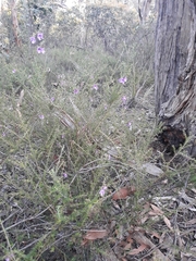 Prostanthera decussata