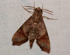Temnora marginata