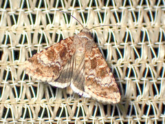 Heliothis punctifera