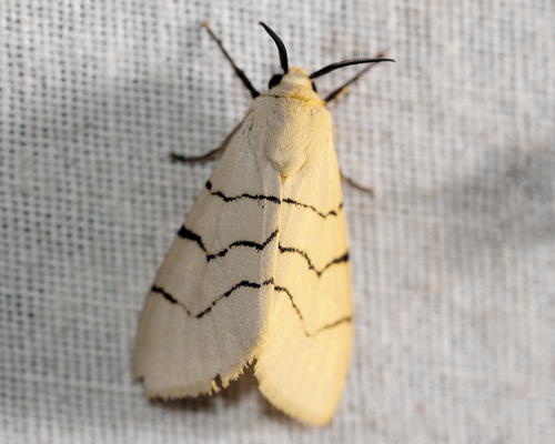 Spilosoma curvilinea