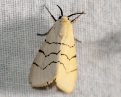 Spilosoma curvilinea