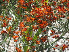 Daviesia flexuosa