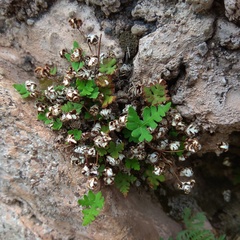 Aleuritopteris argentea