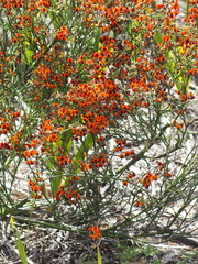 Daviesia flexuosa