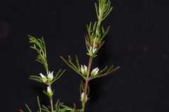 Cyanothamnus occidentalis