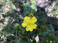 Hibbertia bracteata